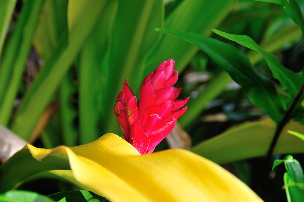 Reef Resort Vava'U Utungake Buitenkant foto